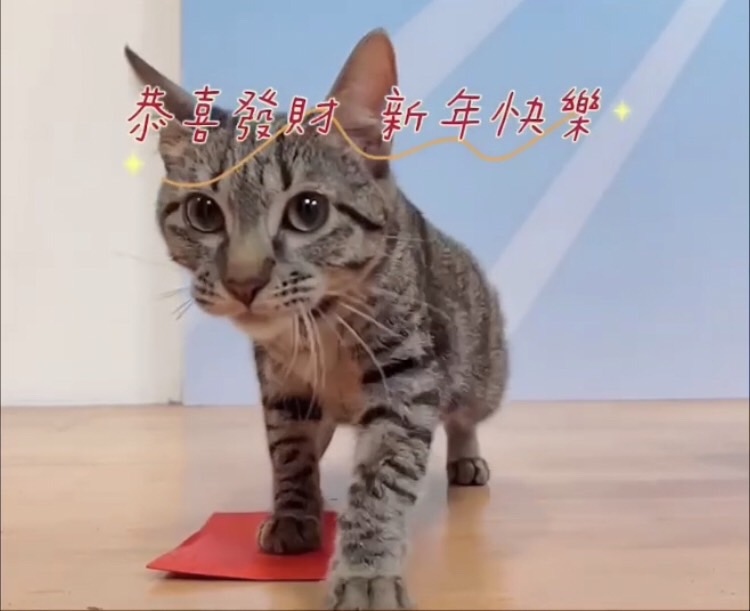 改變「Am」貓生的新年小短片 圖：新北市動保處提供
