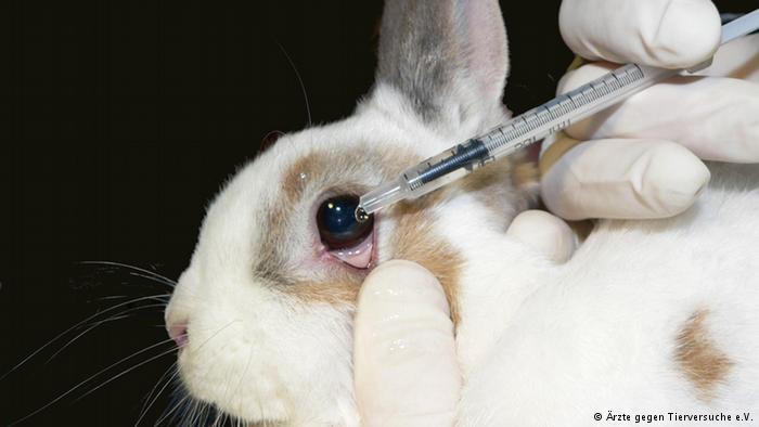 台灣防止虐待動物協會呼籲，台灣應儘快立法禁止使用並販售經由兔子、大鼠等動物實驗的化粧品。 圖：國際人道協會提供