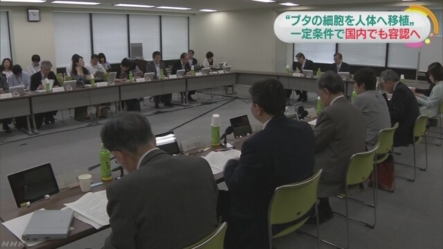 日本厚生勞動省27日決議，在一定條件下，同意使用豬隻細胞移植到糖尿病患者身上，最快3年後實施。 圖：翻攝自日本放送協會NHK