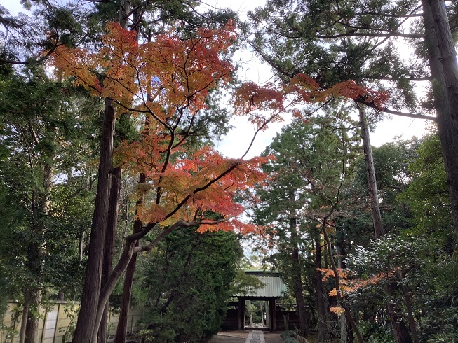 北條政子所建的夀福寺也是紅葉名寺 圖：劉黎兒/攝