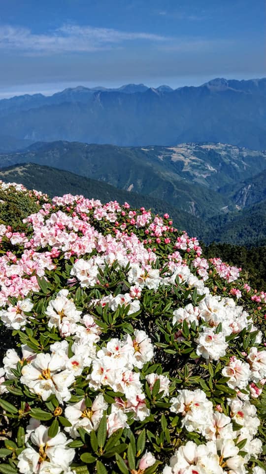公路總局南投監理站表示，合歡山杜鵑花季期間，每週例假日將加開12班賞花客運（資料照）。 圖：擷取自太魯閣國家公園臉書