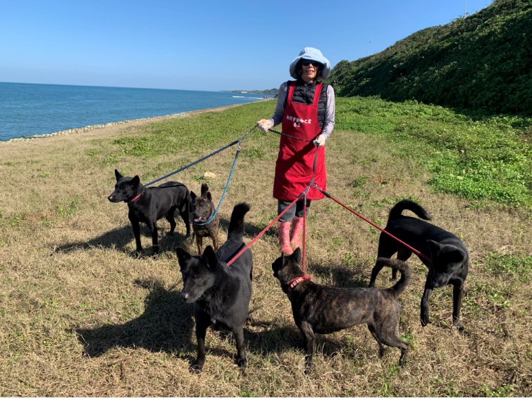 淡水動物之家黑犬們每週都能在美麗海邊一邊曬太陽一邊愜意散步，擁有愉快心情。 圖：新北市動保處提供