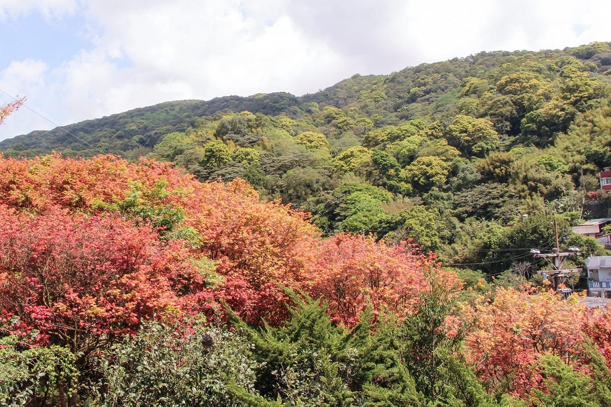 陽明山捎來季節限定的楓紅美景。