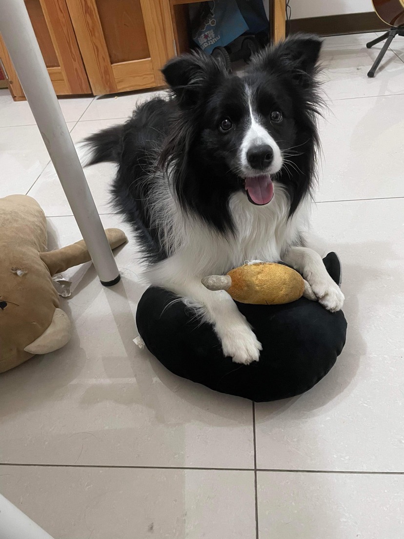 從小就患有愛迪生氏症的邊境牧羊犬胖胖。 圖：新北市動保處提供