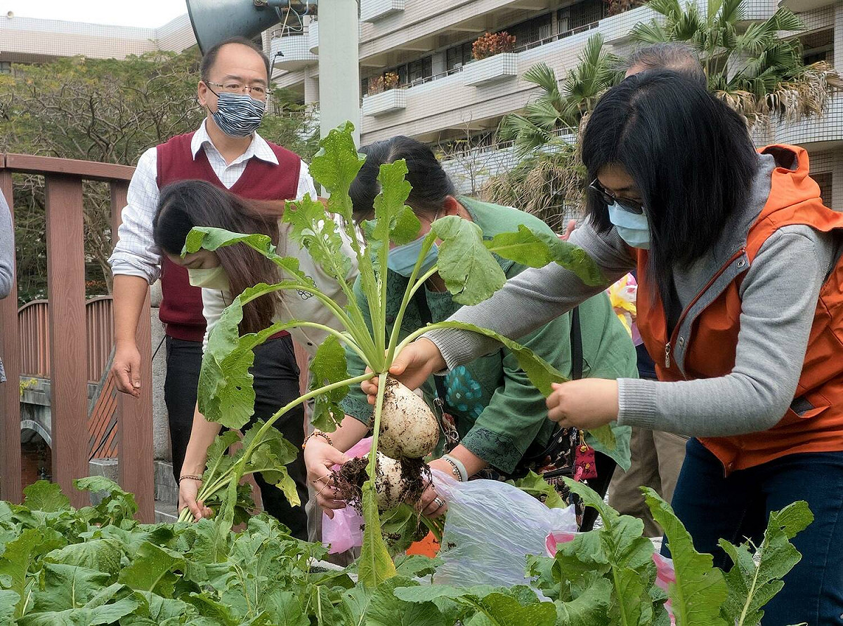 永和國中老師開心採收白蘿蔔。 圖：新北市教育局提供