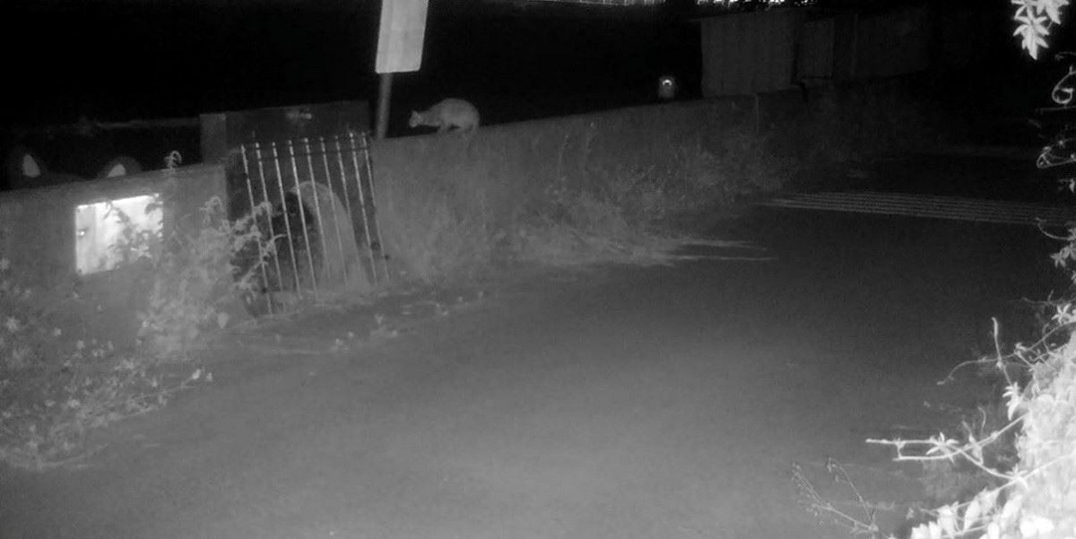 苗栗縣表示，今年將改善野生動物跨河通道上方動線，希望吸引石虎更多利用該通道，以減少路殺憾事。 圖：翻攝自苗栗縣農業處