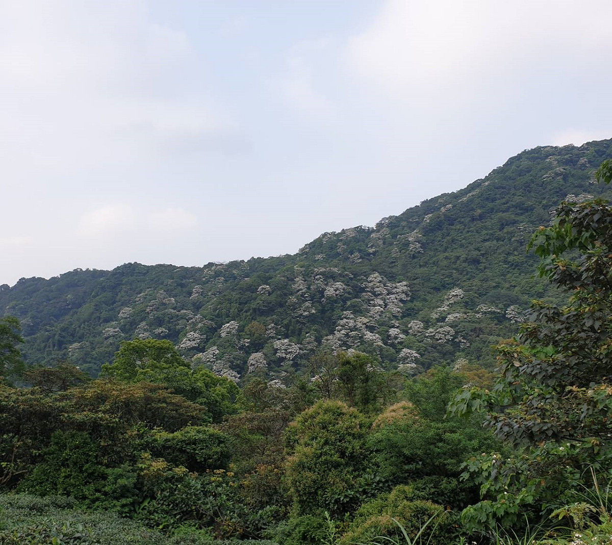 民眾來到新店動物之家可眺望遠山，可見一片雪白，這是素有「五月雪」之稱的油桐花樹。 圖：新北市動保處提供