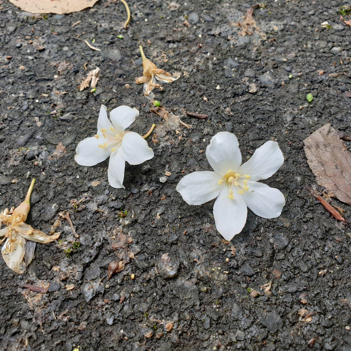 每年5月份是迎接油桐花綻放的季節。 圖：新北市動保處提供