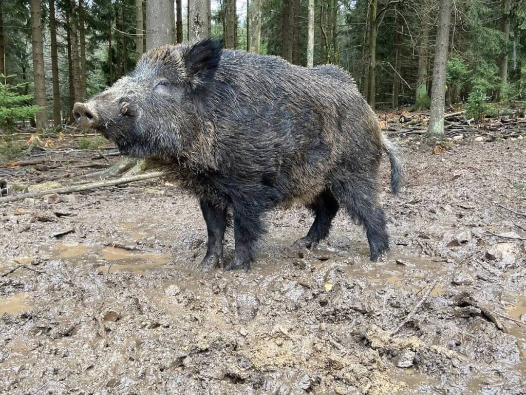 德國巴伐利亞邦一座動物園將園內一頭俄羅斯純種野豬「普丁」改名。 圖：翻攝臉書