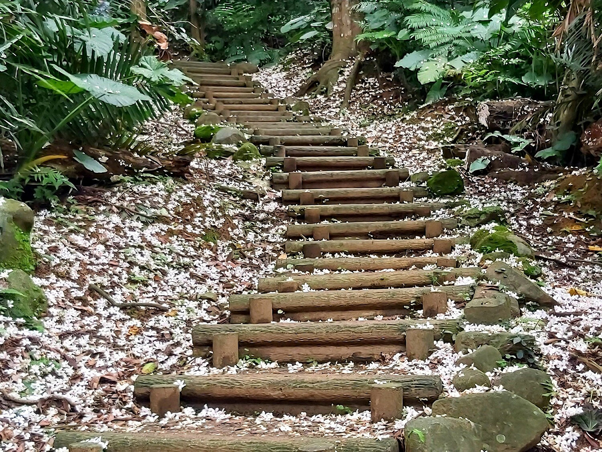 三芝賞桐步道是桐花秘境。