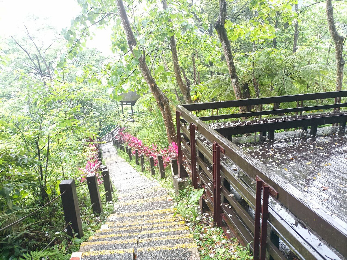 土城桐花公園及獅子亭的桐花也將盛開。