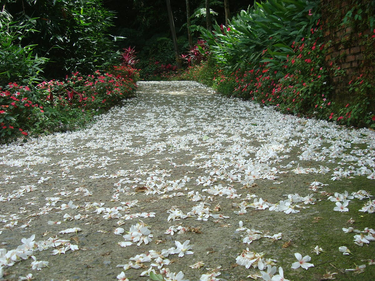 瑞芳四腳亭盛開的桐花步道。