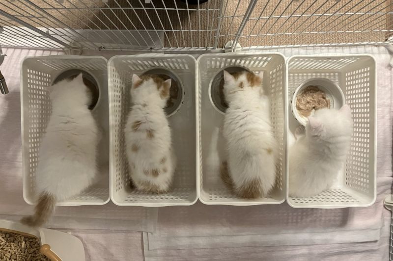 小奶貓們吃飯將地板弄地全面失控，飼主學習一蘭拉麵的分隔吃法，瞬間變得乾淨整齊。 圖／Twitter：miikomaple