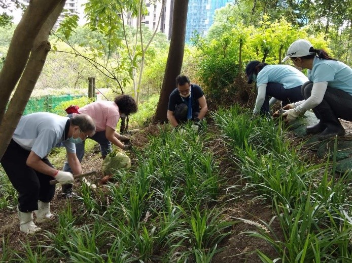 去年志工們在裸化邊坡上種植耐陰植物。 圖：新北市水利局提供