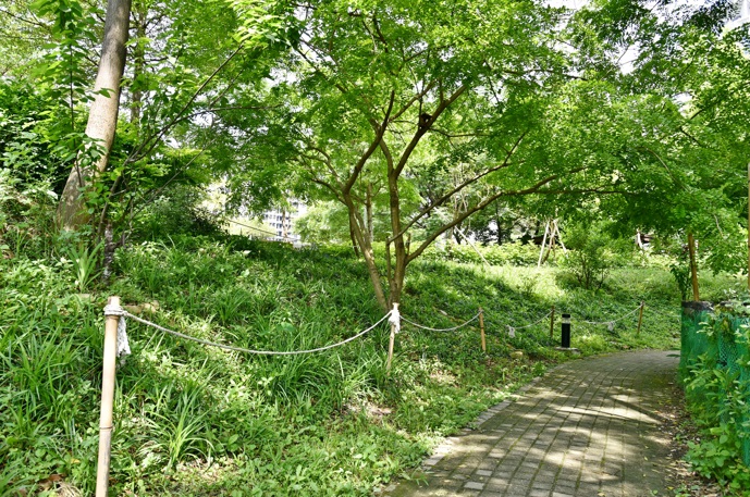 塭仔底濕地公園滯洪池邊坡經過養護後現況。 圖：新北市水利局提供