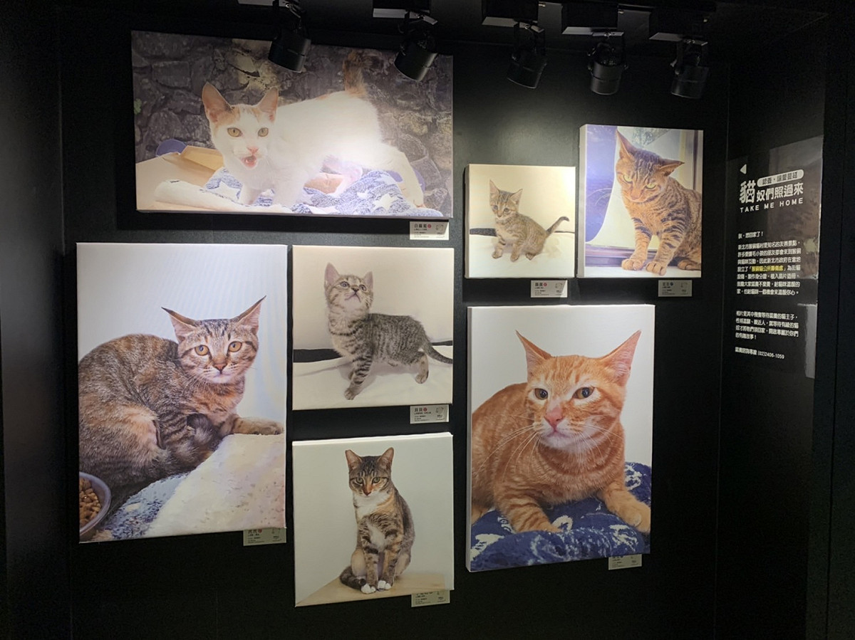 展出貓村內貓隻照片。 圖：新北市動保處提供