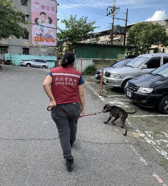 動保員陳美秀至現場精準捕抓具攻搫性浪犬並帶回收容所。 圖：新北市動保處提供