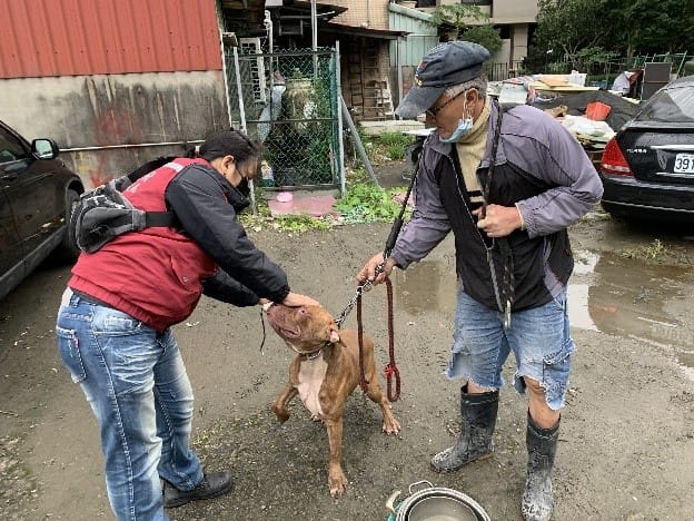動保員陳美秀確認民眾飼養比特犬的狀況及宣導犬隻外出需繫繩及戴口罩。 圖：新北市動保處提供