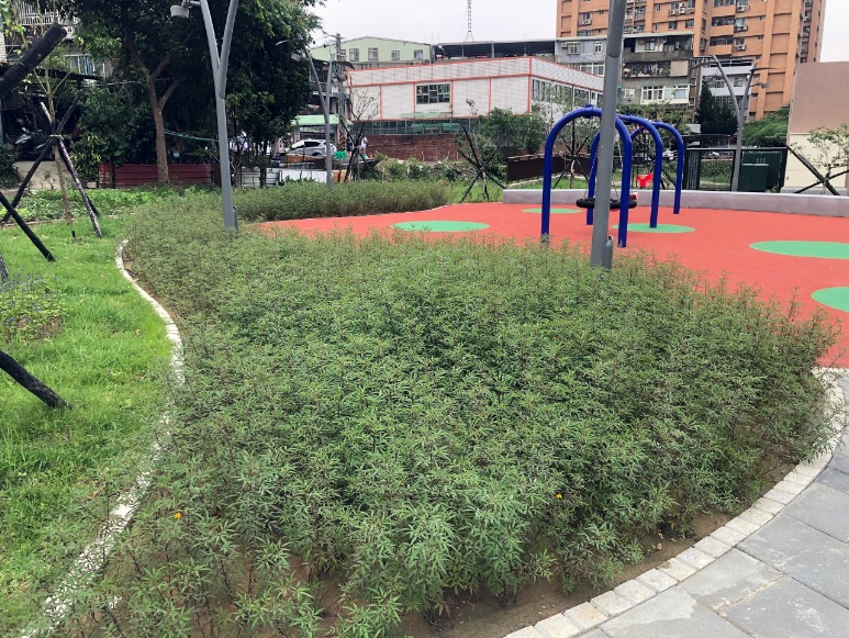 瓦磘溝礫間地面上種植蜜源植物營造友善生態環境。 圖：新北市水利局提供