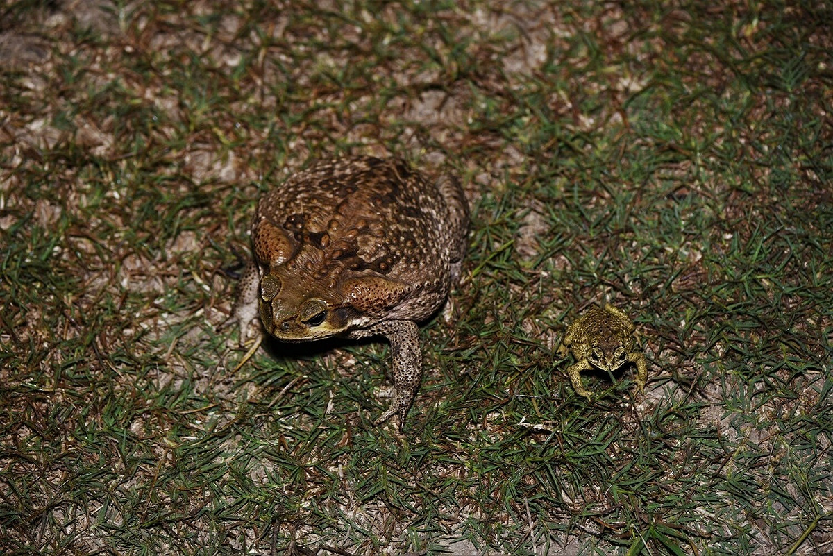 成年海蟾蜍（左）與台灣原生種黑眶蟾蜍體型比較。 圖：爬友徐偉傑提供