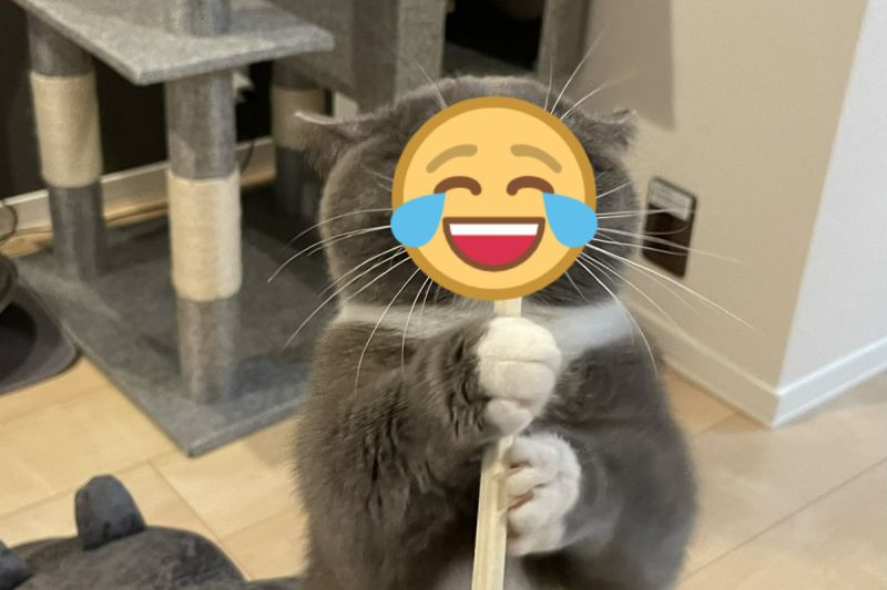 日本一名飼主拿出免洗筷時，遭到自家愛貓搶奪。 圖／推特帳號nekono_uzuki