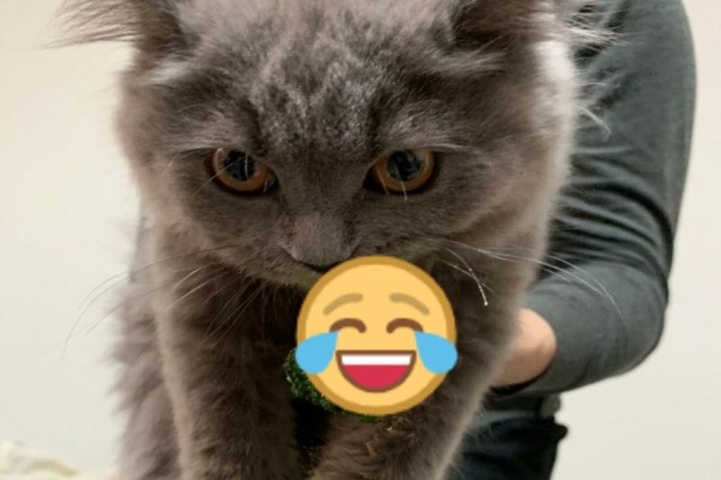 日本一隻貓咪偷花椰菜當場遭到逮捕！ 圖／推特帳號british_nekocha