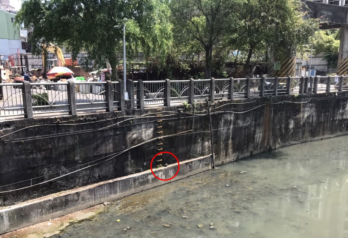 幼貓受困在中和區5米深大排水溝內約1米高的水泥台上。 圖：新北市動保處提供
