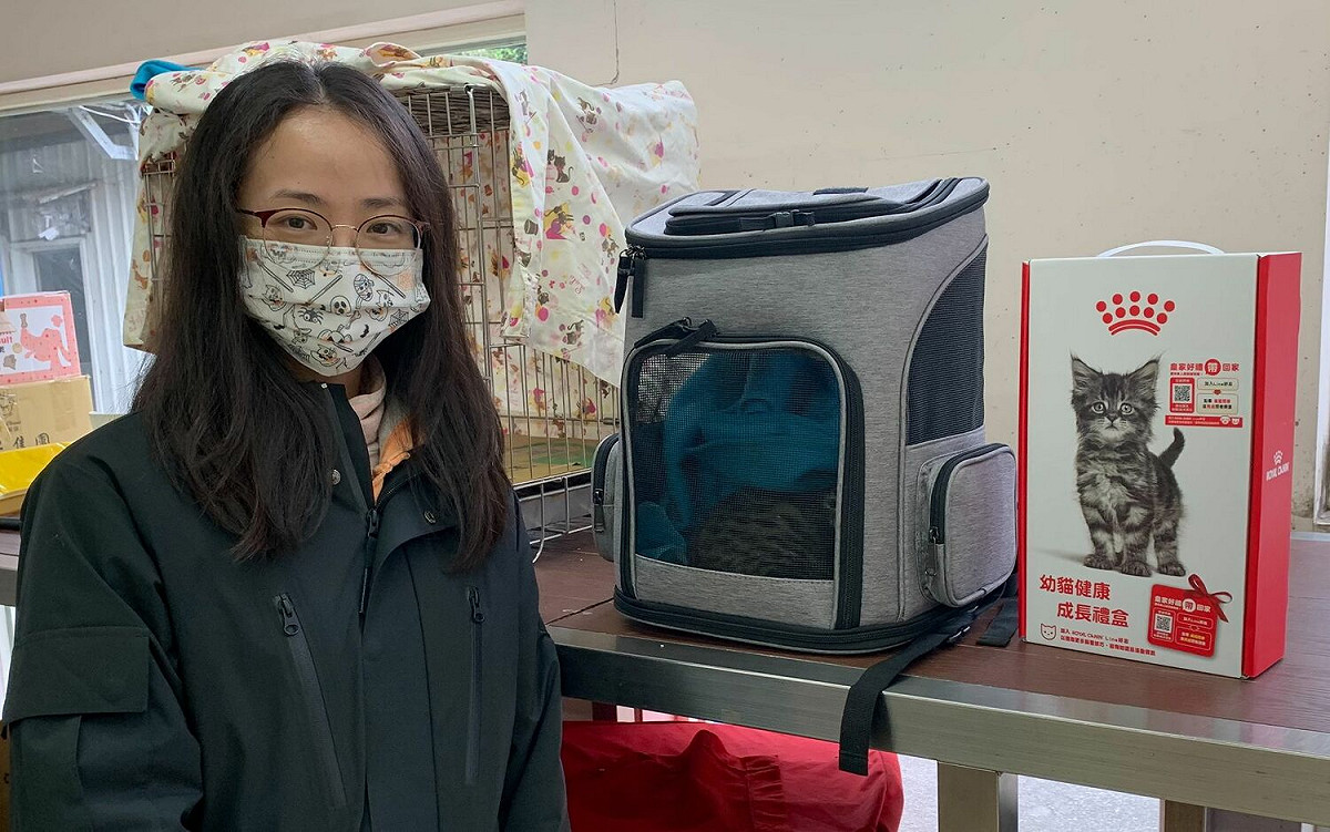 幼貓救援並帶回中和動物之家開放送養，4天順利將幼貓送養至幸福家庭。 圖：新北市動保處提供