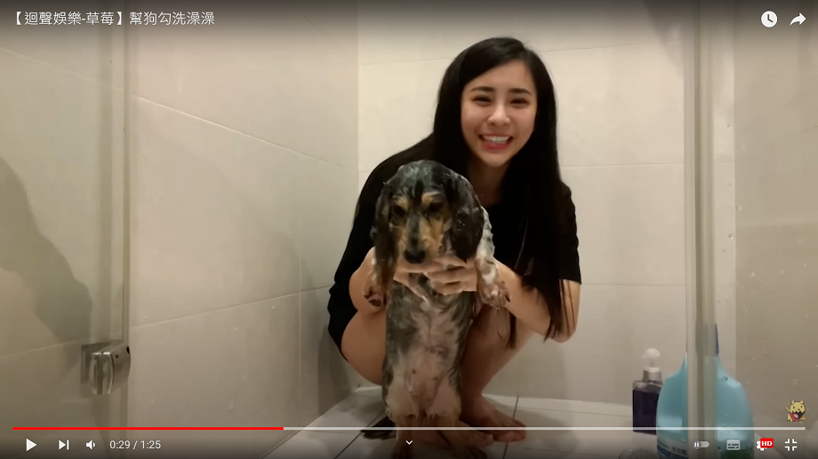 草莓幫愛犬洗澡。 圖：翻攝自 這裡是男同俱樂部 實況精華頻道