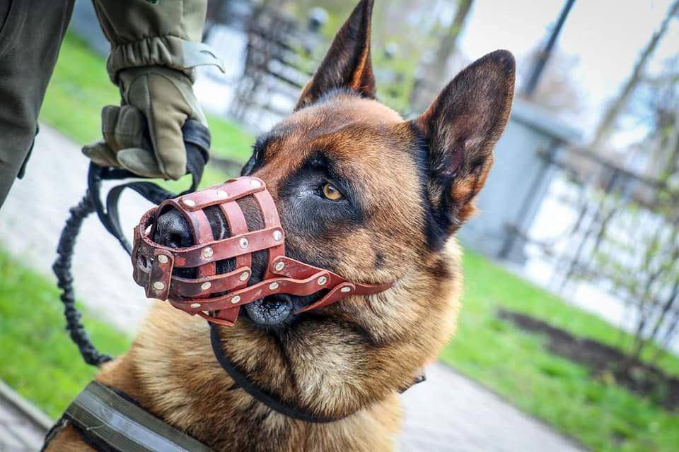 年約3歲的比利時牧羊犬Max本來是俄羅斯特殊軍犬，卻在1場戰事後，遭到俄軍遺棄，幸好被烏克蘭人收容。 圖：翻攝自Proud Ukraine推特