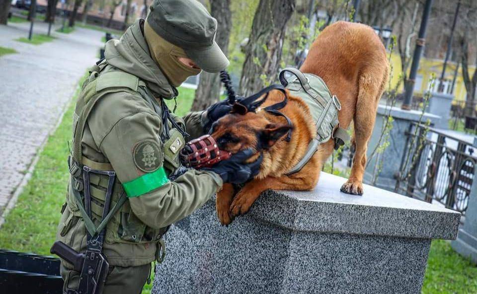 改投身烏克蘭軍隊效力的軍犬Max（右），在烏克蘭國民警衛隊服役，如魚得水。 圖：翻攝自Proud Ukraine推特