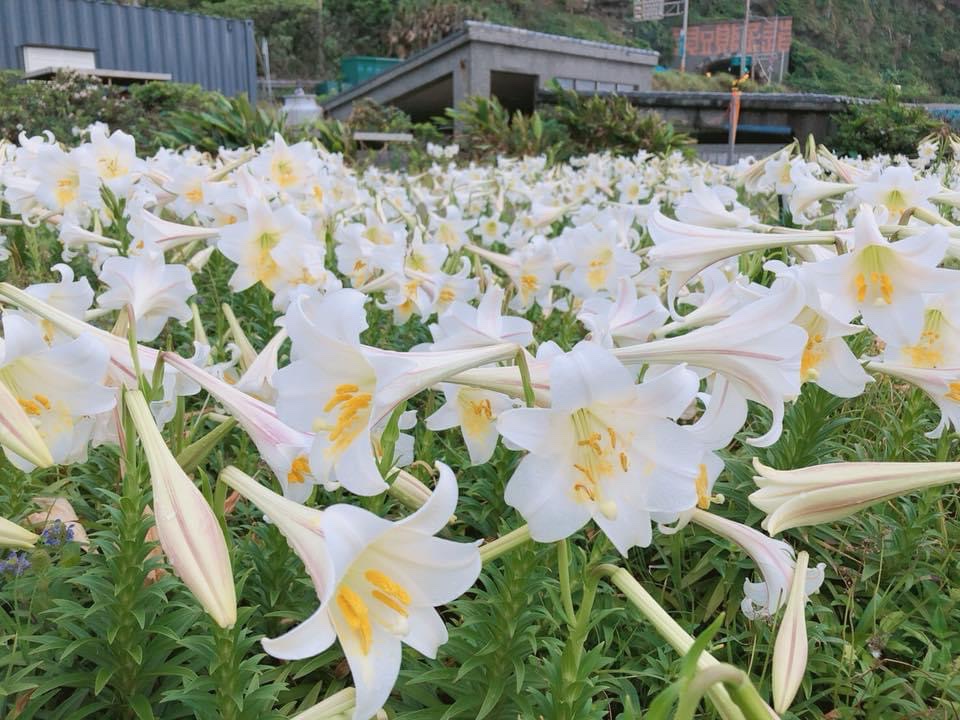 到青春山海線賞花，憑山依海挺立綻放的台灣百合。