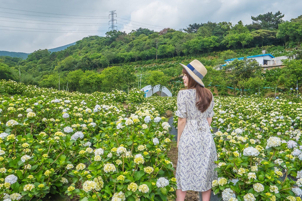 青春山海線的萬里高家繡球花田第三園區廣達8000坪，美麗又壯觀讓人心情開闊。
