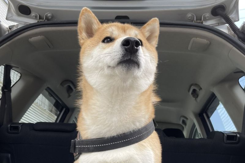 搖擺柴犬上線！拍屁屁啟動跳舞模式，小腳腳狂踩，像跳踢踏舞。  圖／Twitter：suzuki_kuritaro