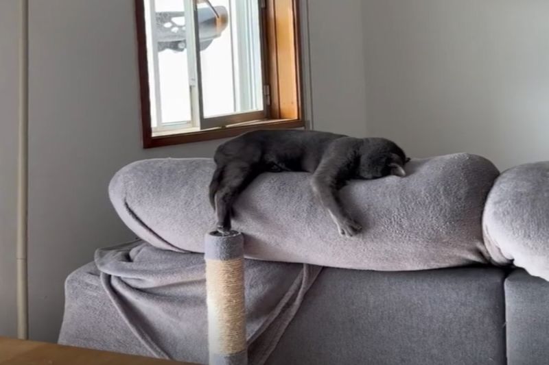 國外一名飼主驚見自家灰貓在沙發上爆睡。 圖／IG帳號charlot_cat_