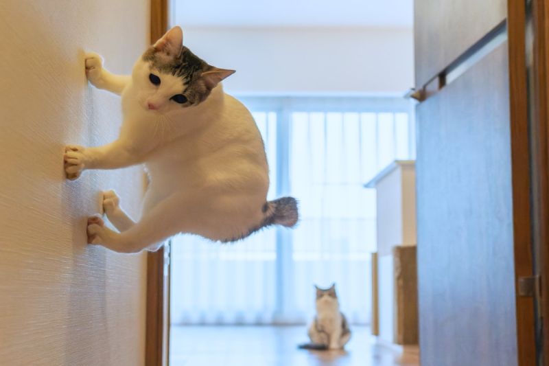 日本一名飼主剛好拍到貓咪「吸在牆壁上」的瞬間！ 圖／推特帳號kazutoshi_ono_
