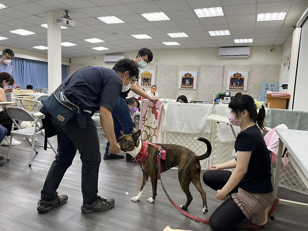 為讓動物之家收容犬隻更為穩定、親人，動保處特聘請訓犬師協助。 圖：新北市動保處提供