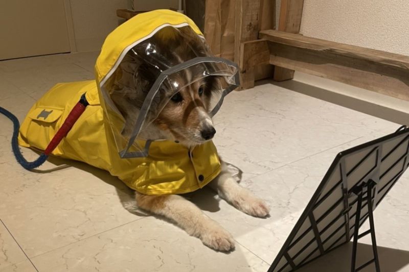 狗狗換上雨衣後竟不出門，狂照鏡子看自己，邊看邊傻笑：「我真Q」。 圖／Twitter：TakayukiUehara