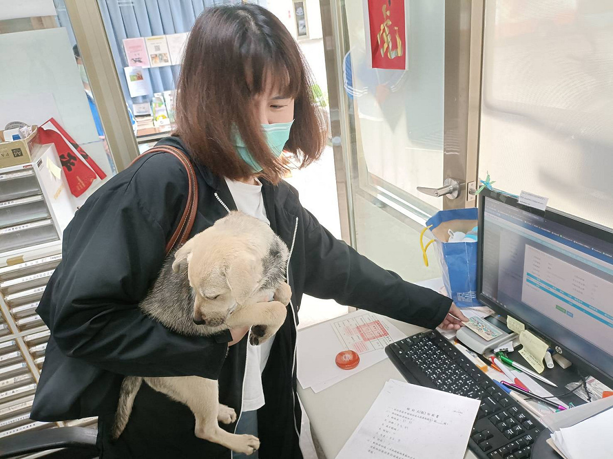 民眾帶著愛犬到動保處注射狂犬病疫苗，並且免接觸繳規費。 圖：新北市動保處提供