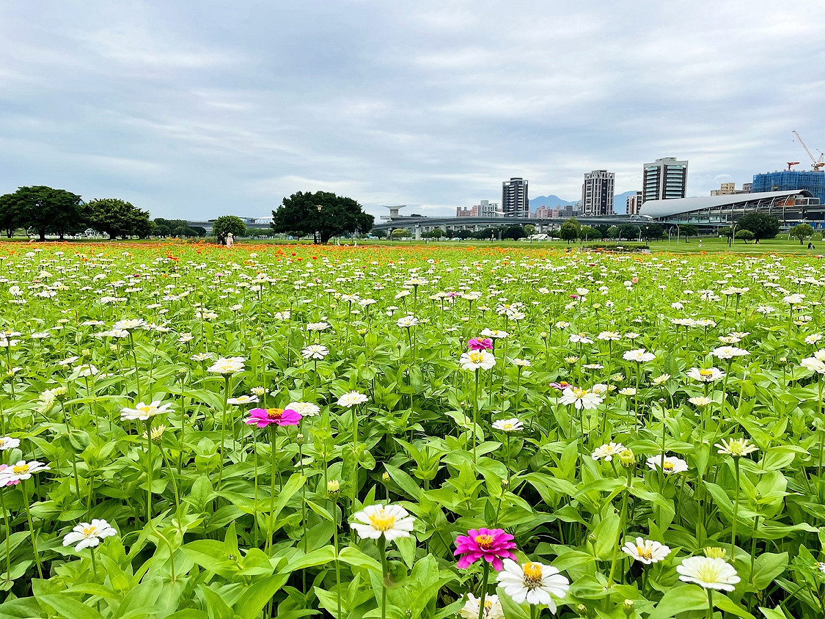 不同顏色百日草交錯其間與水漾公園形成幅畫。