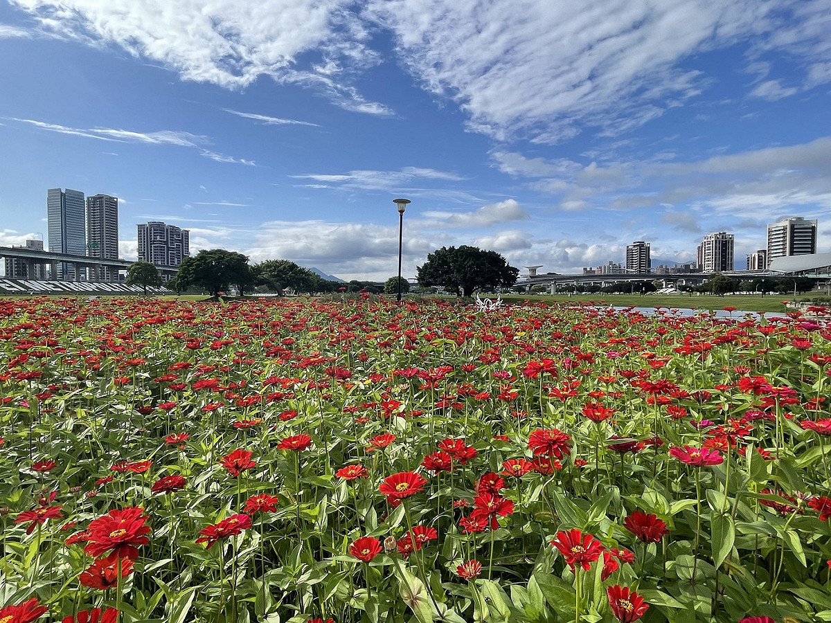 百日草花海灑落新北大都會公園。