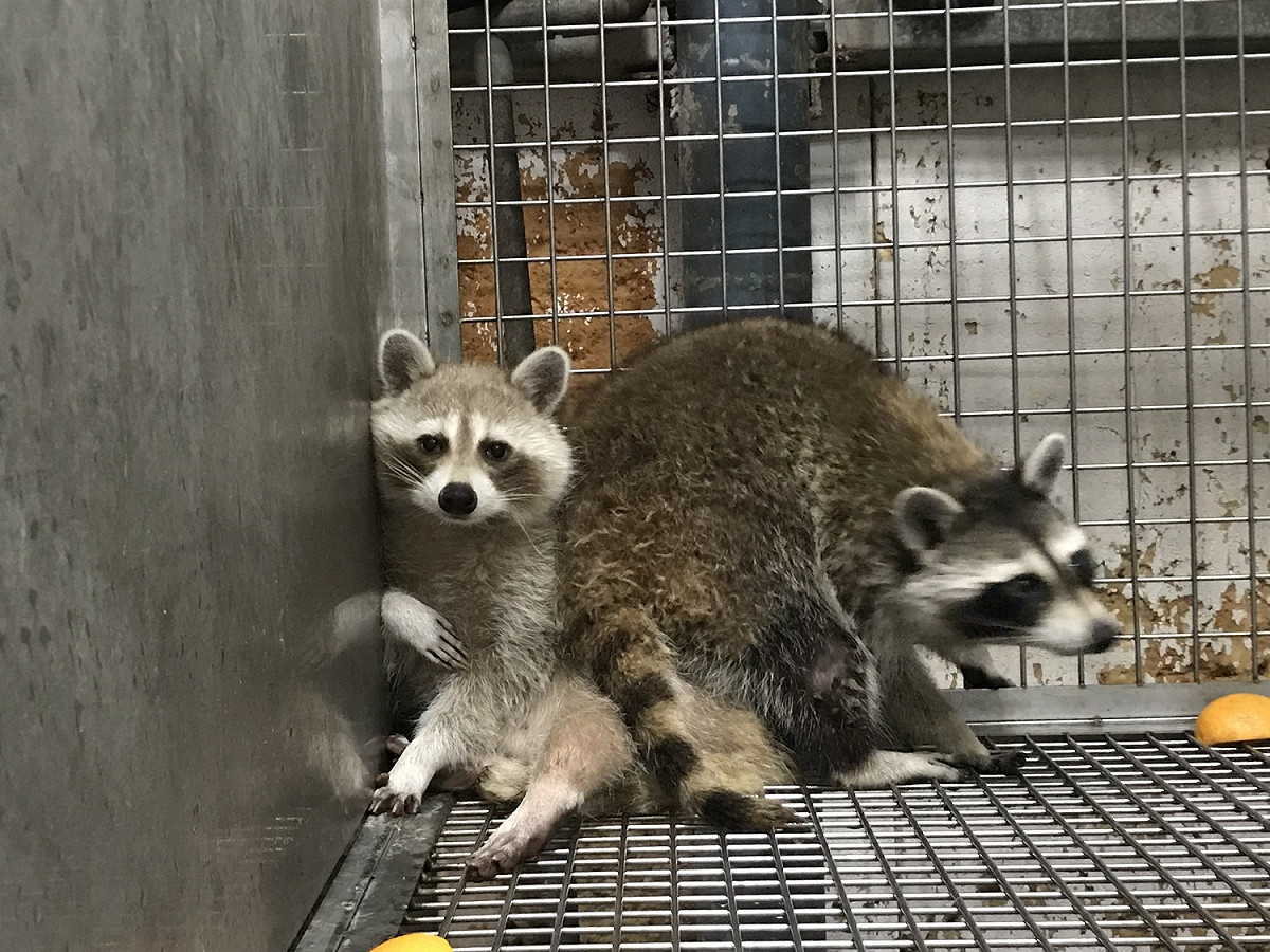 行政院農業委員會宣布從今年6月1日起，8478種外來野生動物，未經過經濟部專案同意，都不得再輸入至國內。 圖：林務局／提供