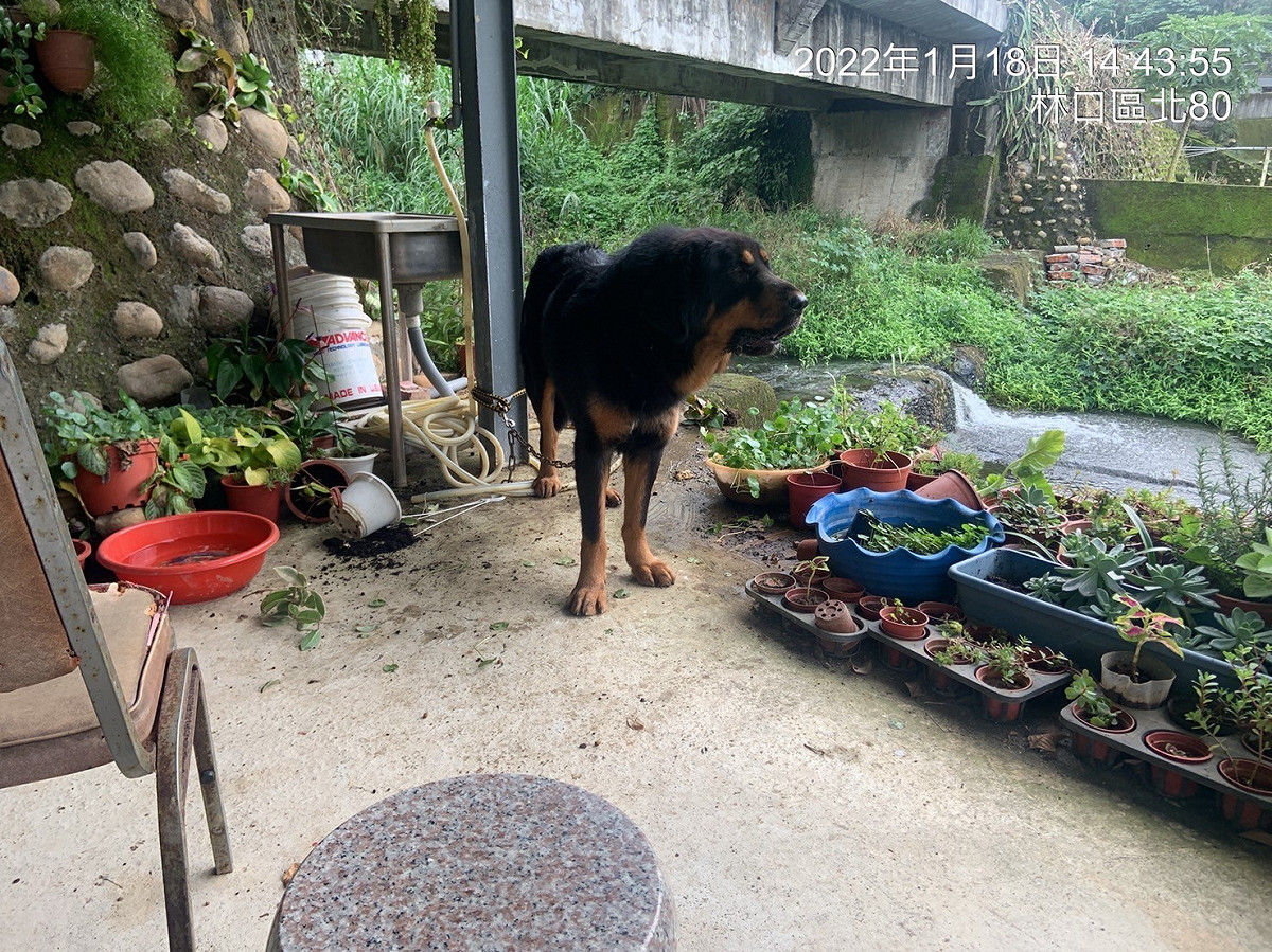 獒犬被發現在林口山區的宮廟旁。 圖：新北市動保處提供