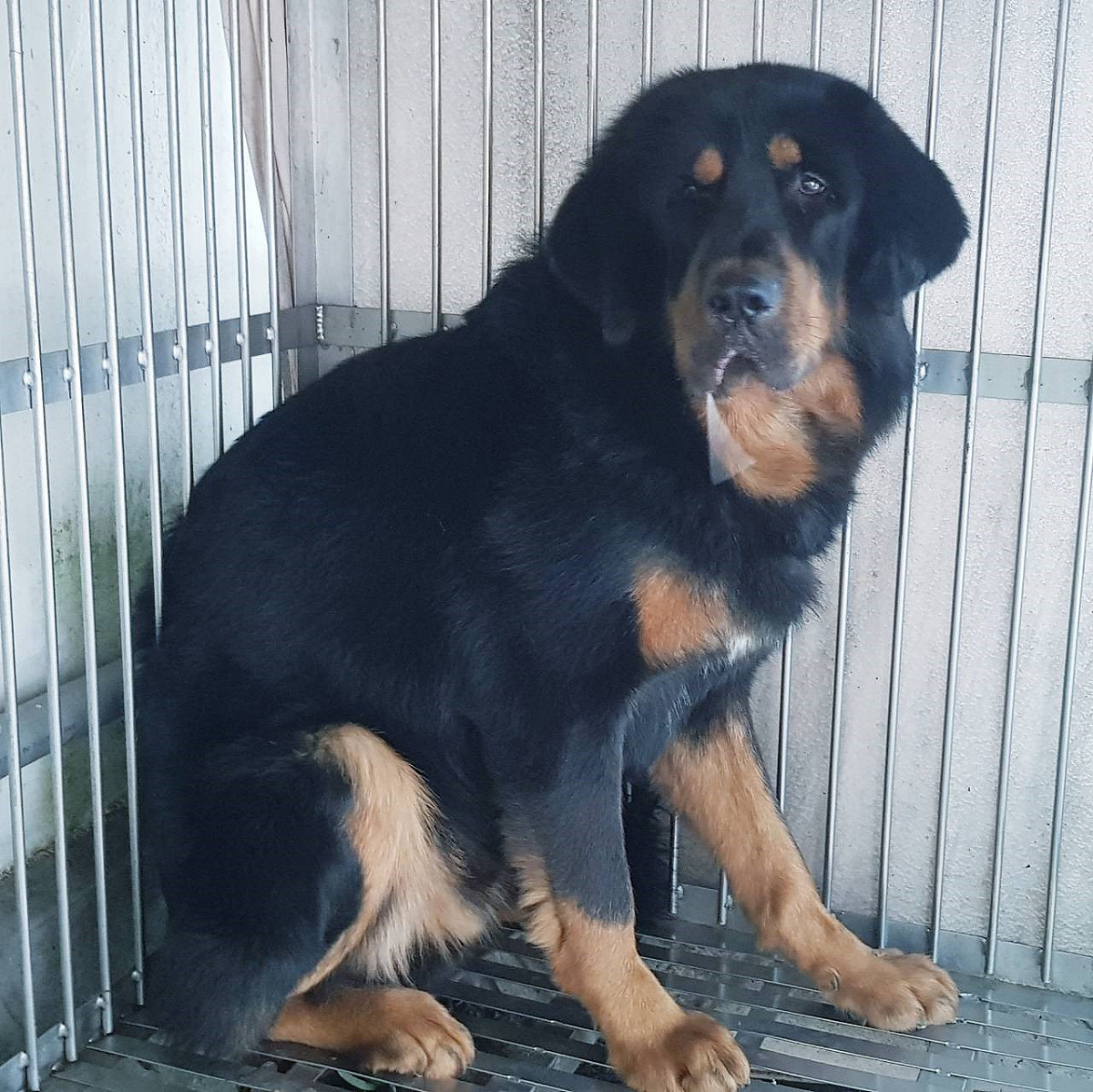 獒犬剛進五股動物之家所神情悲傷。 圖：新北市動保處提供