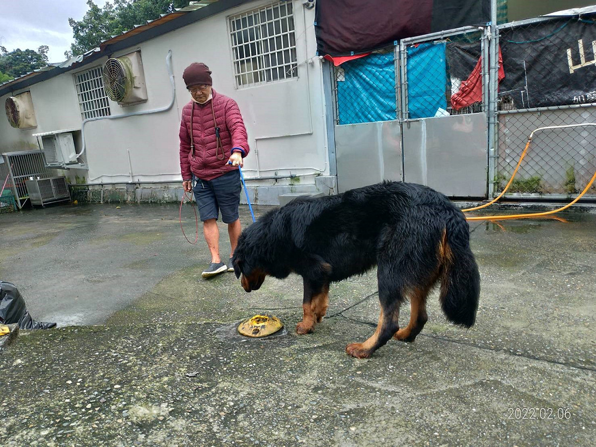 訓犬師謝明憲訓練獒犬。 圖：新北市動保處提供