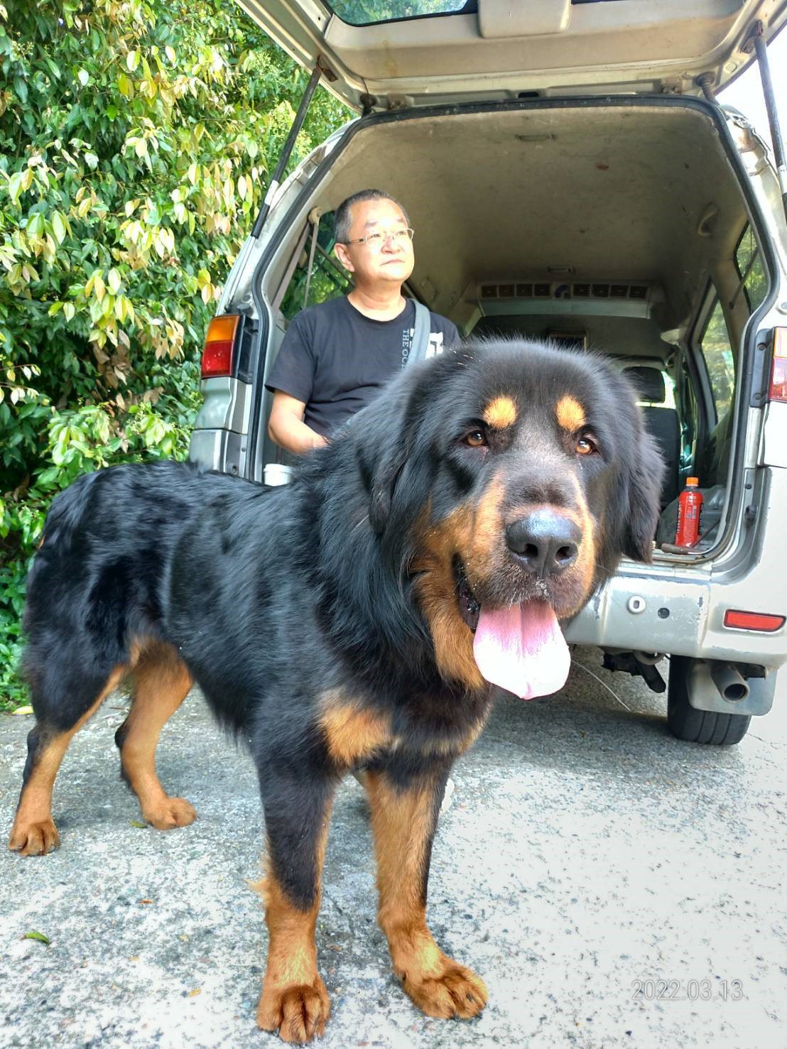 獒犬在五股動物之家逐漸恢復笑容。 圖：新北市動保處提供