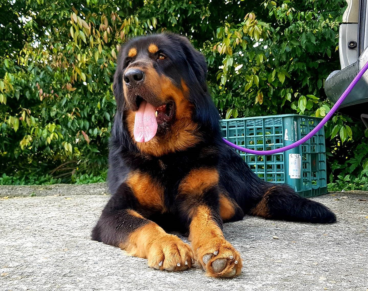 獒犬成了五股動物之家的大明星。 圖：新北市動保處提供