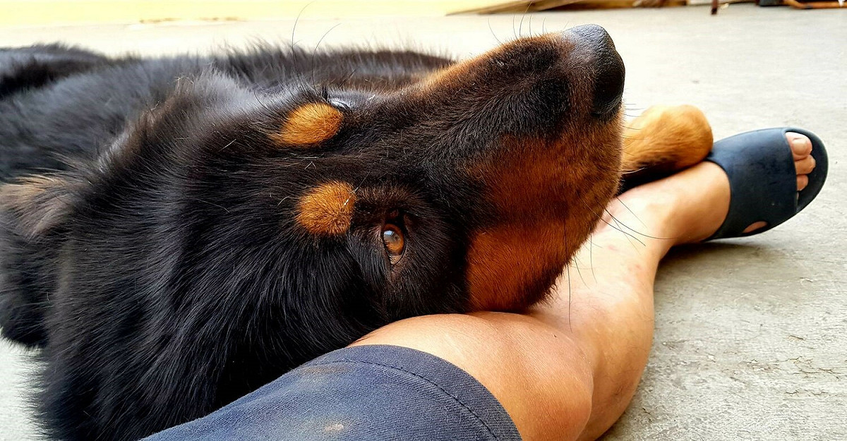 獒犬與飼主謝明憲開心互動，還會撒嬌。 圖：新北市動保處提供