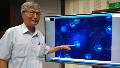臺灣海洋大學研究團隊以單離培養的技術，證實馬祖「藍眼淚」中的發光生物之一就是「夜光蟲」。 圖：翻攝海大官網