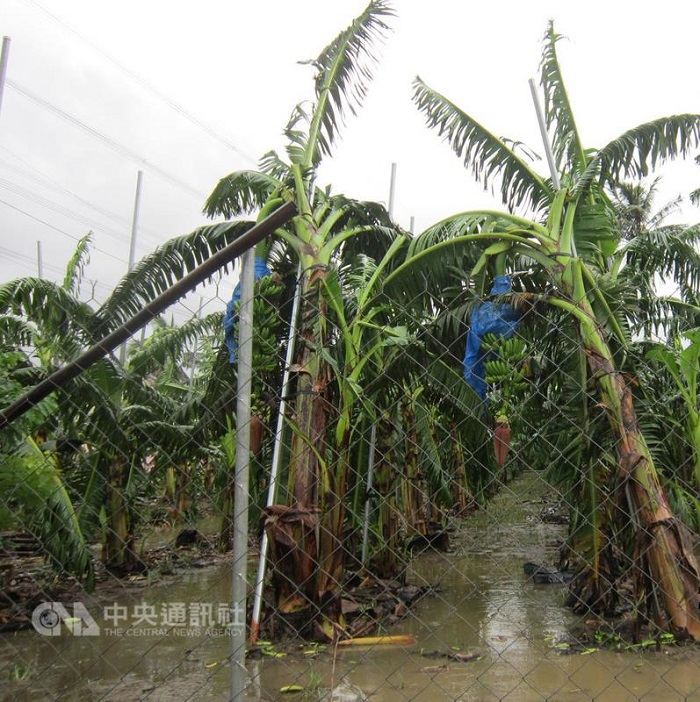 颱風尼伯特造成全台農損逾10億元。圖為旗山香蕉災損情形。  圖：中央社/高雄市農業局提供